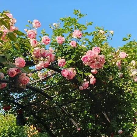 Nature Surrounded 2 Bedroom דירה קלוז'-נאפוקה