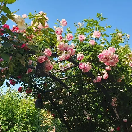 Nature Surrounded 2 Bedroom * קלוז'-נאפוקה